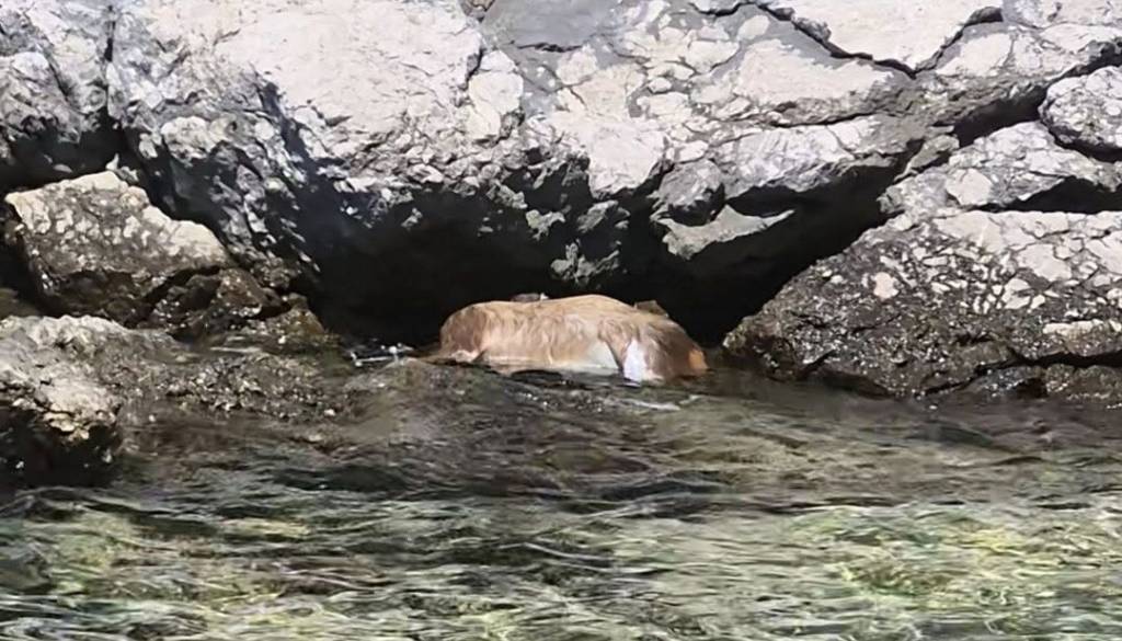 FOTO: Prizor, ki je pretresel mnoge: na Krku v morju našli poginule srnice