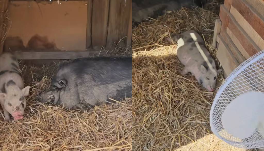 VIDEO: Kako na Posestvu Valdek v vročini hladijo pujske?