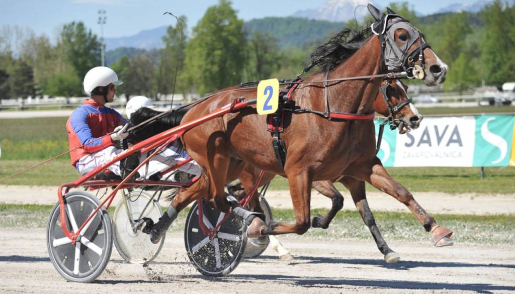 Vročina razdelila javnost: Pozivi k odpovedi kasaškega derbija v Ljutomeru
