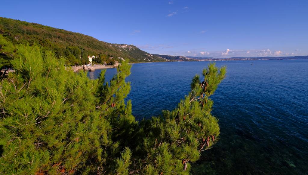 Grozljiv prizor na priljubljeni plaži: Drevo padlo na kopalce, poškodovana tudi otroka