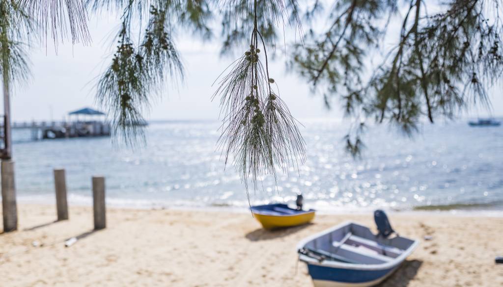 Drama na priljubljeni plaži v Crikvenici: drevo padlo na kopalce, poškodovana tudi otroka
