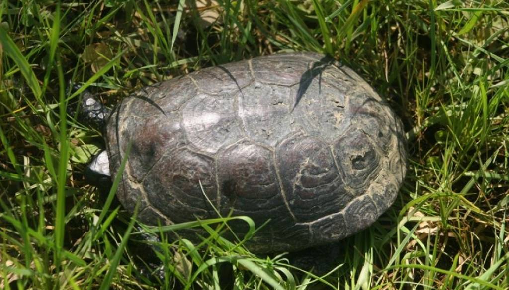 Na Goričkem odkrili razveseljivo presenečenje, v jezeru našli kar 12 redkih želv