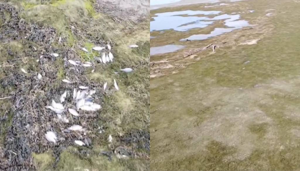 Množičen pogin rib v Ormoškem jezeru, ribiči zahtevajo odgovore: »Takšni prizori se ne smejo ponavljati«
