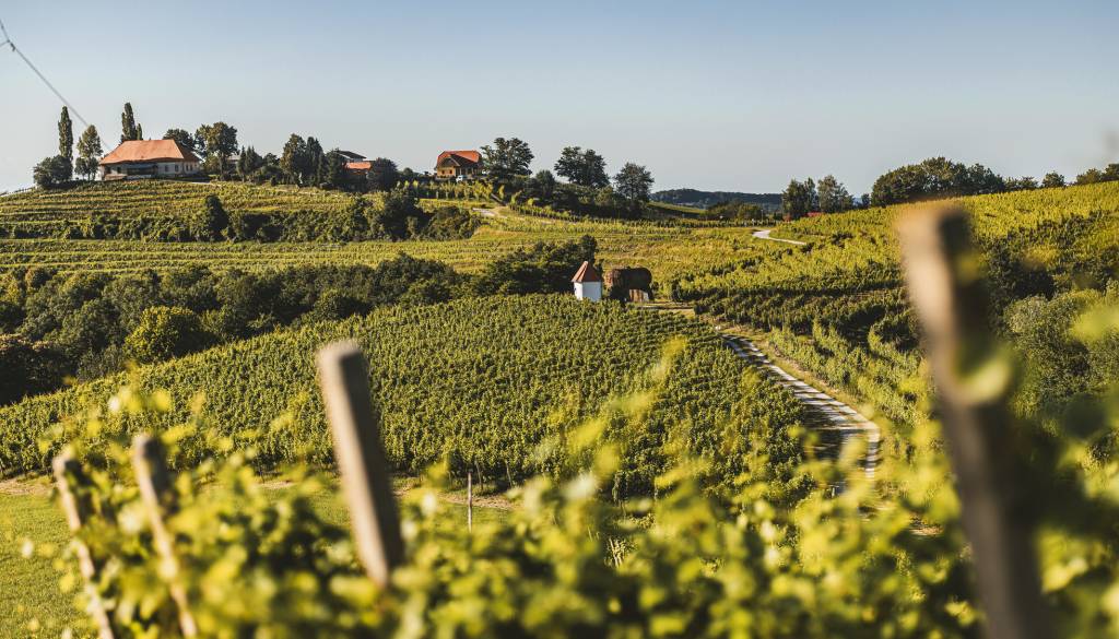 To nedeljo odprta vrata na Mestnem vrhu: Vino, Rimljani in domače dobrote