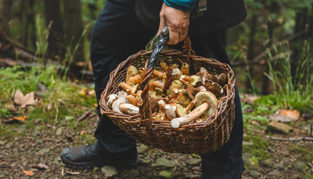 Gobarska sezona vabi tudi Pomurce, a letos velja posebno opozorilo