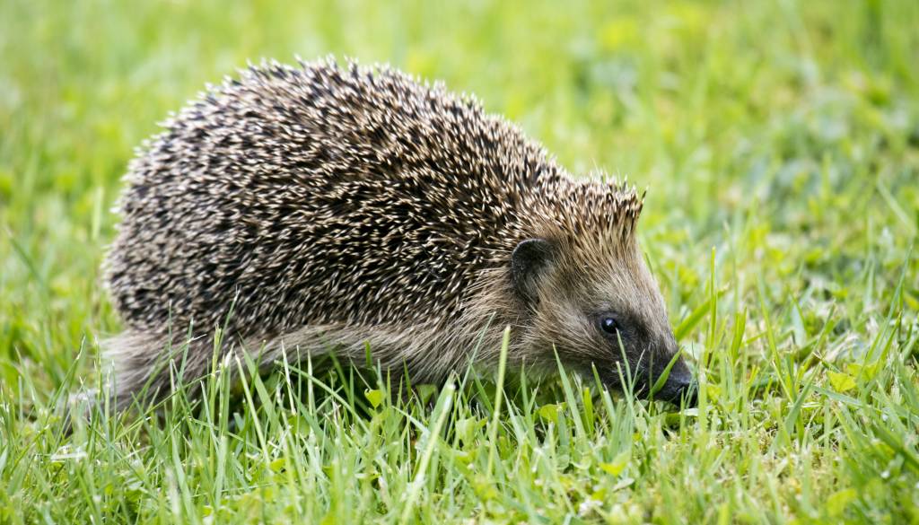 Na vrtu se je pojavil ježek? Tako mu lahko nehote naredite več škode kot koristi