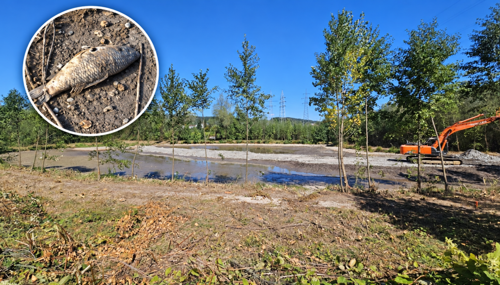 VIDEO: Pogin rib v Podutiškem bajerju, društva zahtevajo odgovore