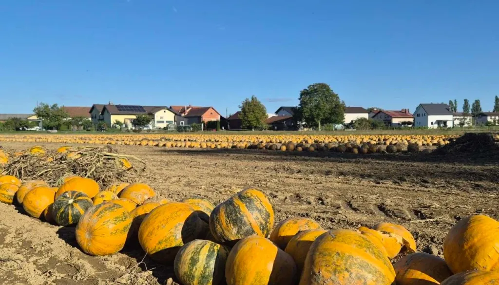 FOTO: Bučna polja v Pomurju privabljajo poglede