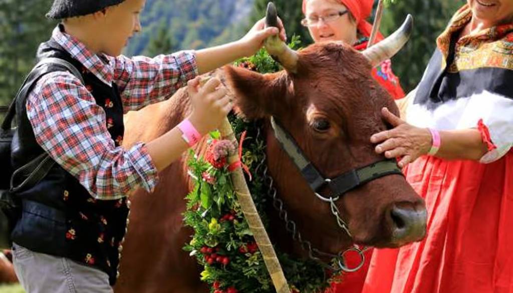 V Bohinj se vrača Kravji bal: v dolino bodo znova prišle okrašene črede