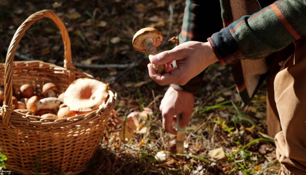 Slaba novica za gobarje na Goričkem! Letošnja sezona pod velikim vprašajem