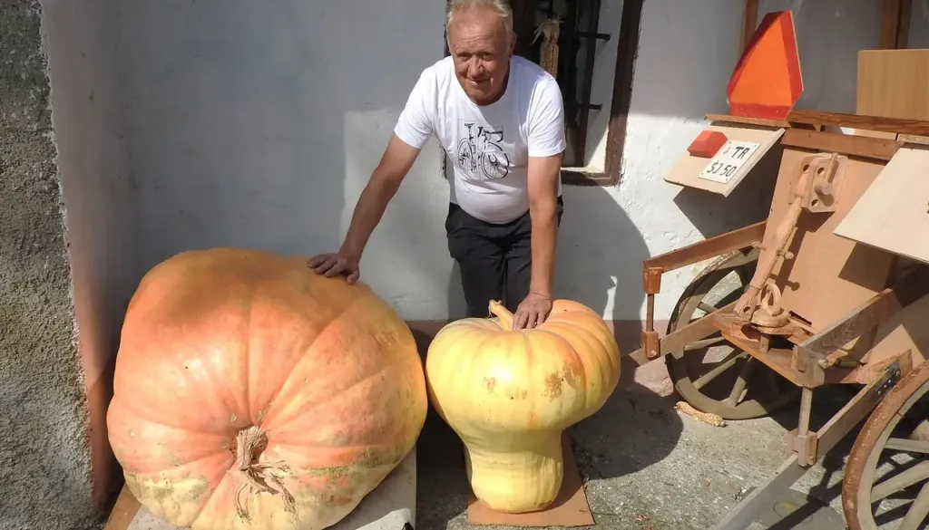 Na Trati zrasla velikanka: buča tehta kar 225 kilogramov