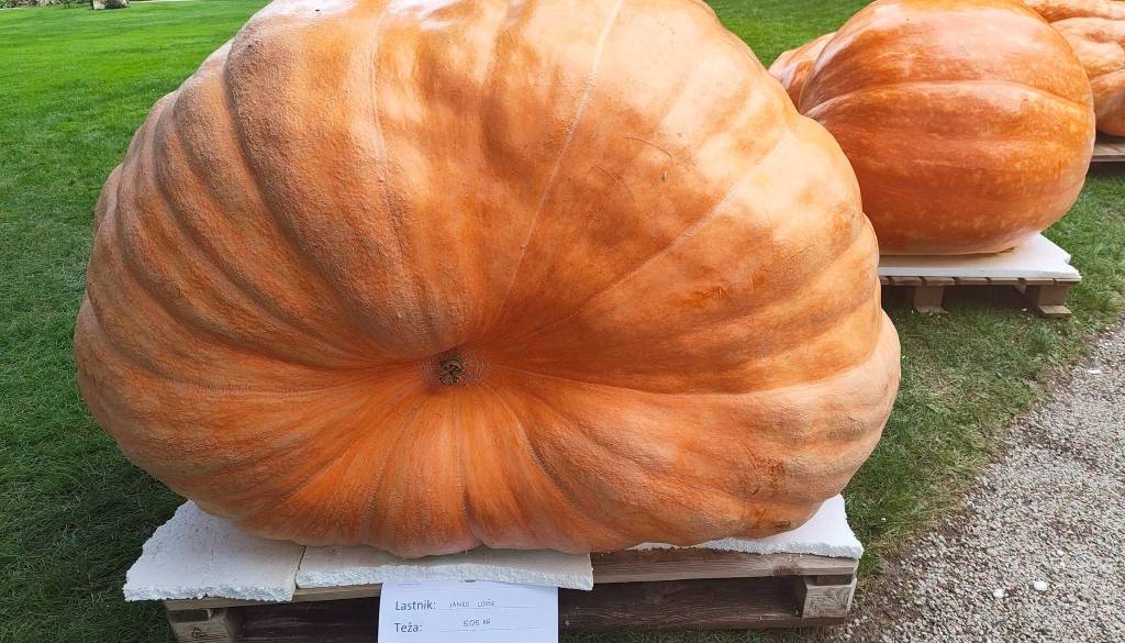 Kakšni velikanki! Dolenjca vzgojila najtežjo bučo in lubenico v Sloveniji
