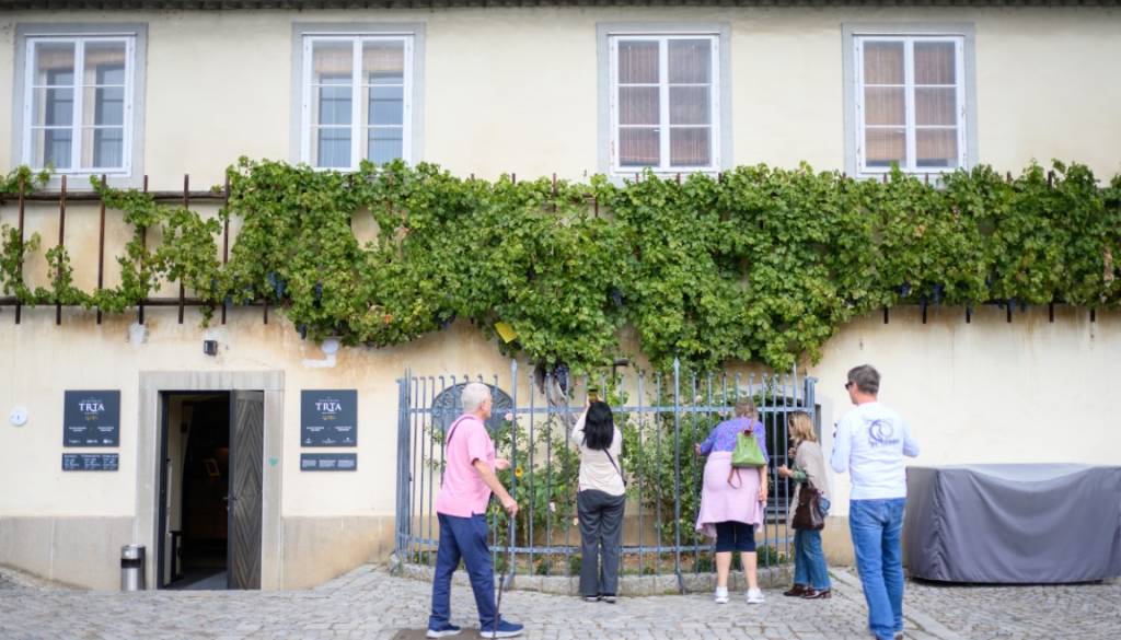 FOTO: Jubilejni Festival Najstarejše trte: Piknik na Lentu, 40. trgatev, znan tudi datum zasaditve na Piramidi