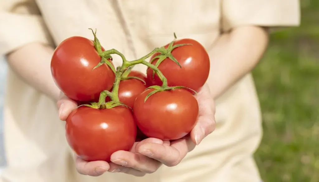 Boljši okus, občutno višja cena: Je slovenski paradižnik vreden tega denarja?