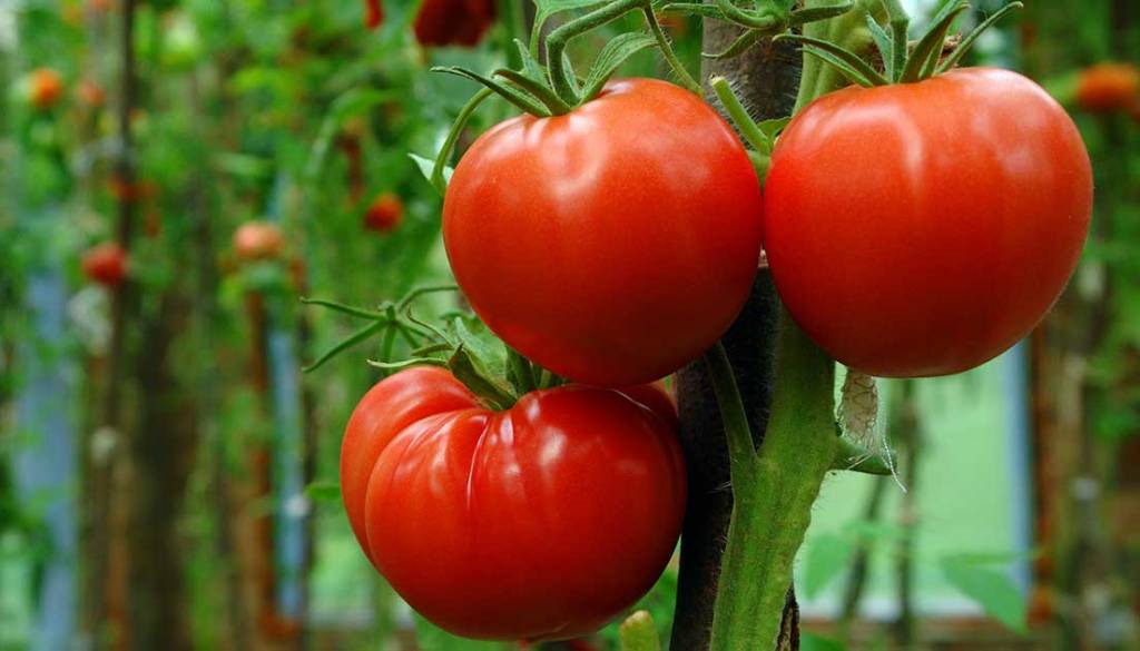 Lušt premagal uvoženega pri okusu, cena pa marsikoga ne bo razveselila