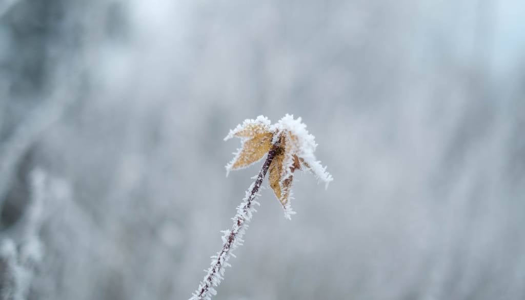 Jesen ni izgubljala časa: Že prvo jutro temperature pod lediščem