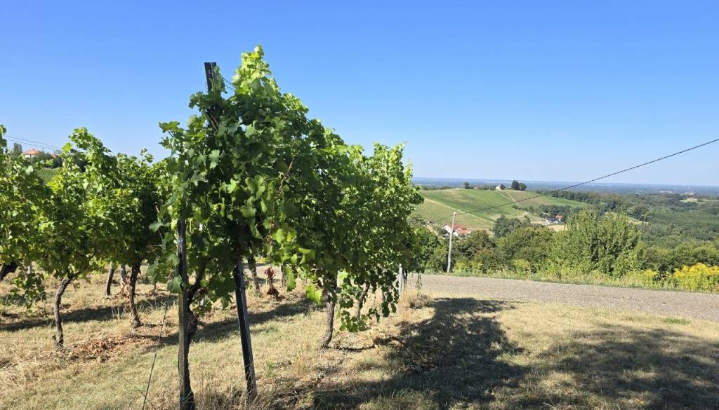 Jesen v Halozah že petič: Pet jesenskih sobot vina, kulinarike in razgledov, ki privabljajo obiskovalce