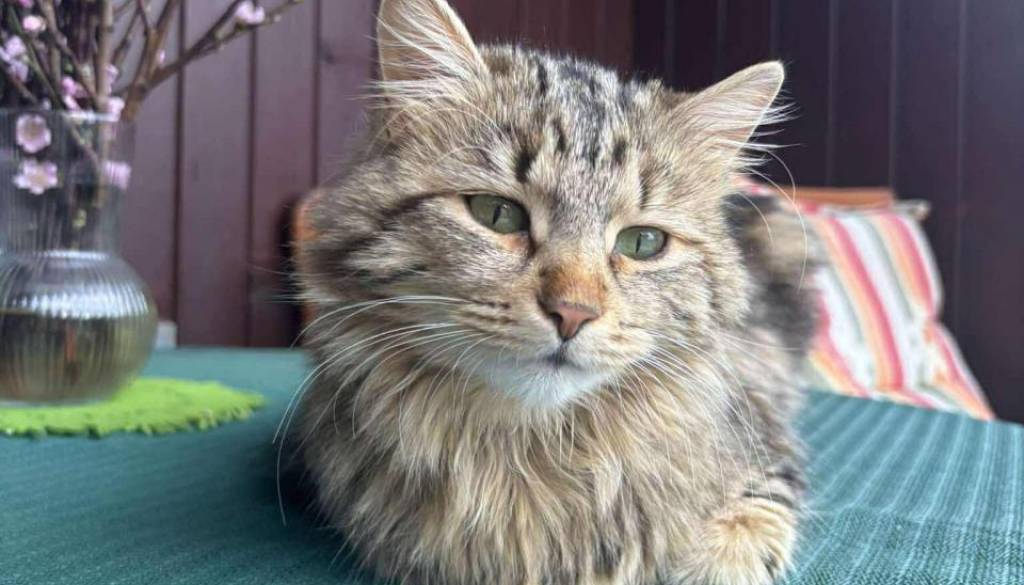 Je za mačko bolje, da ostane doma? Veterinarji imajo precej jasen odgovor