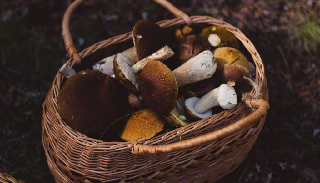 Ste se odpravili po jurčke? Ena podrobnost lahko izda, kje se skrivajo
