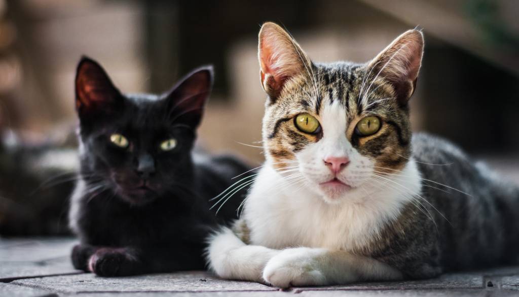 Kako zunanji svet vpliva na življenjsko dobo mačk? Veterinarji odgovarjajo