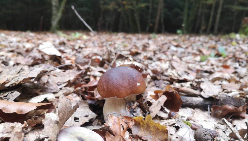 Kam po jurčke? Ta mesta so med najbolj obetavnimi