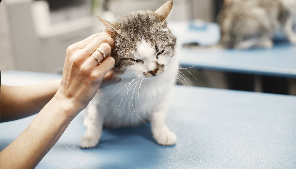 Štajerska veterinarska ambulanta po dolgih letih zapira svoja vrata »Odločitev ni bila lahka«