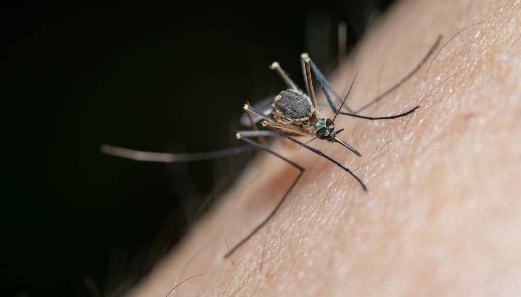 Komarji širijo nevaren virus: Okuženih že več kot tisoč