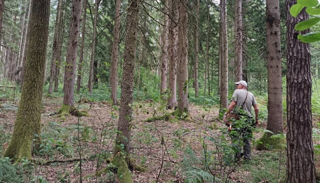 Vroče in suho poletje terja davek v štajerskih gozdovih: Zaskrbljujoče razmere na Pohorju in Kozjaku, lubadarjev vse več