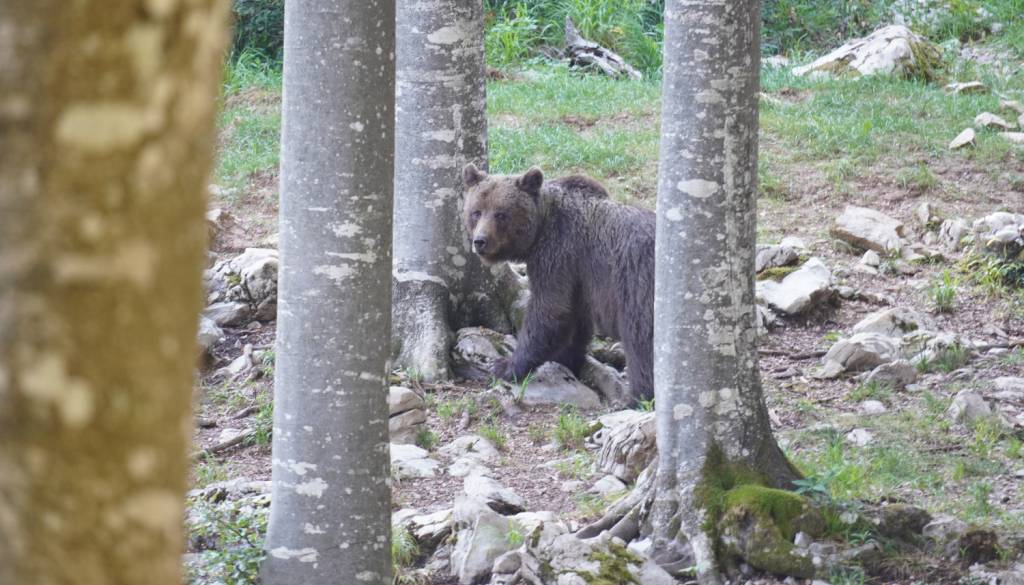Pohorje kliče gobarje, a previdno: Lovske kamere zaznale medveda, tam živijo tudi volkovi
