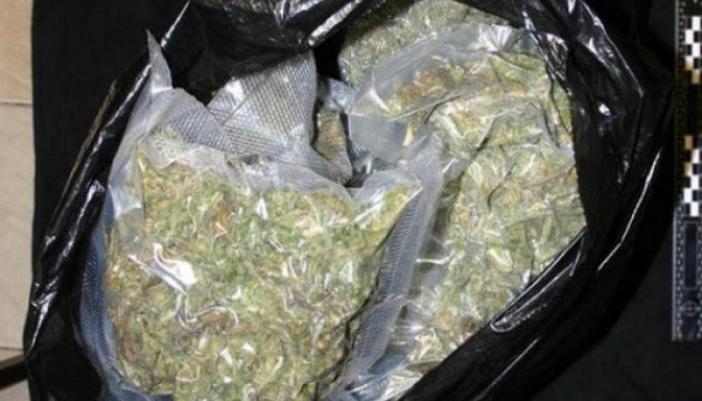 Zasežena marihuana, ki je rasla med koruzo v okolici Murske Sobote