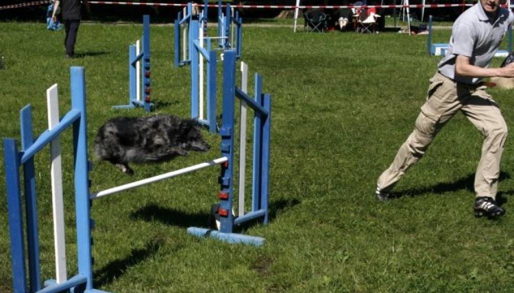 Agility_.JPG