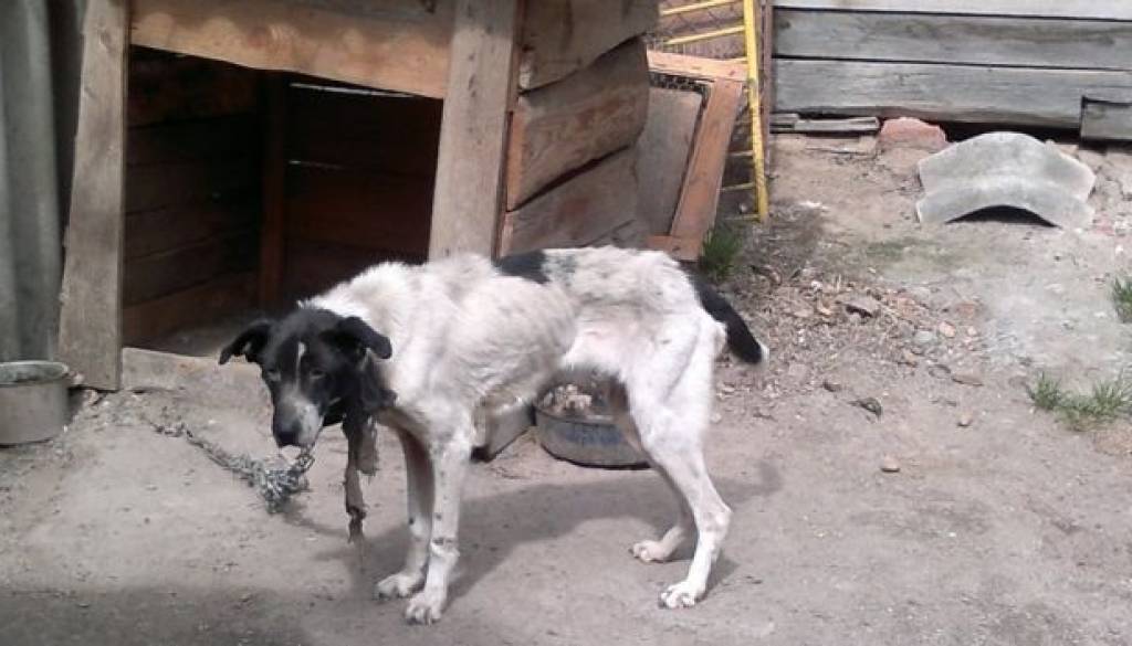 4251_mucenje_zivali_pusca.jpg
