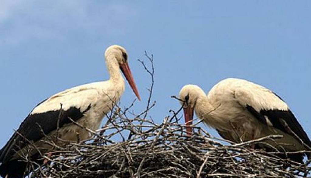 Simbol Prekmurja.jpg