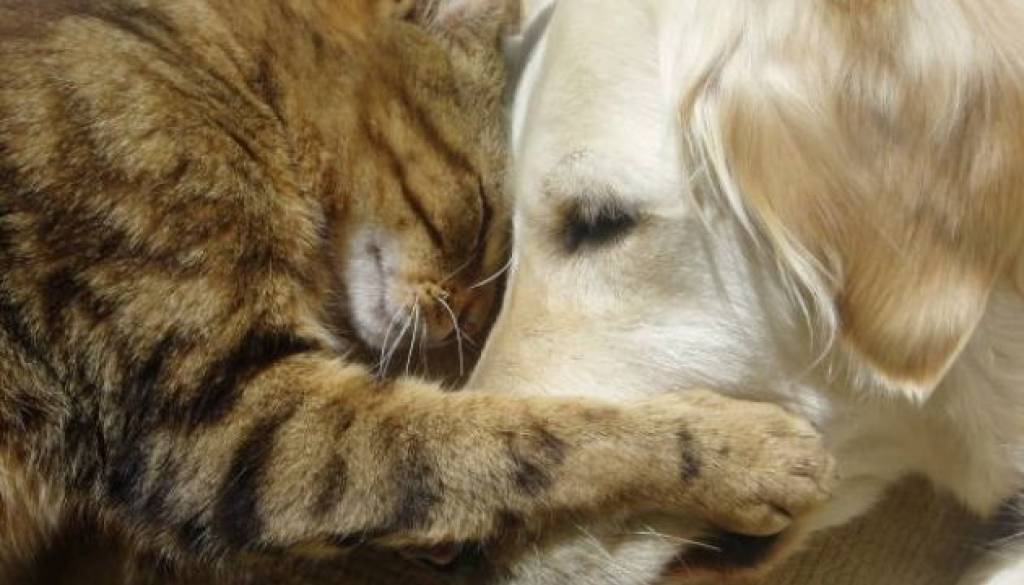 Pohitite, saj akcija poteka samo do konca marca. Več informacij dobite na Društvu in posameznih veterinarskih postajah.