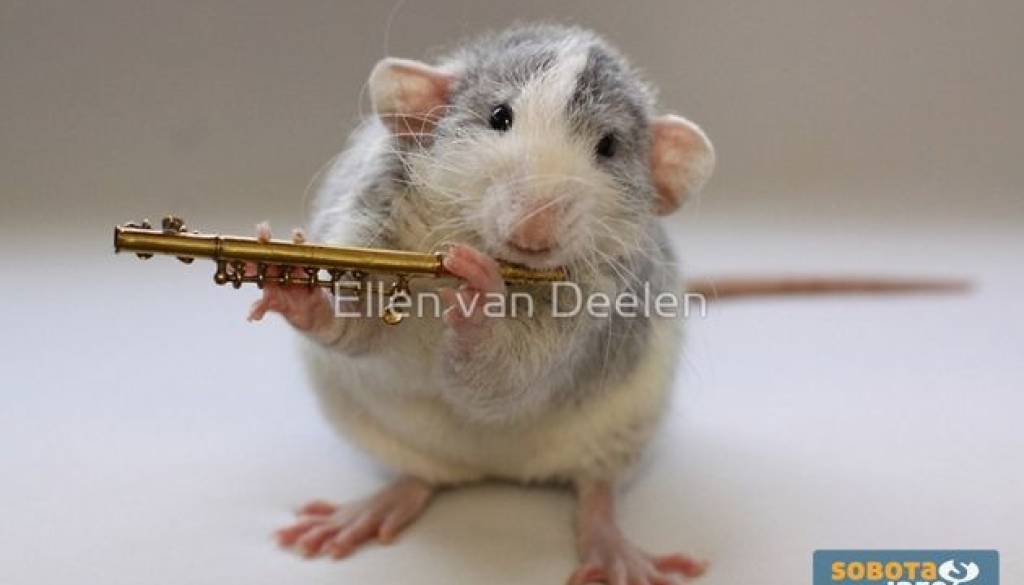 rat-musicians-012[6].jpg