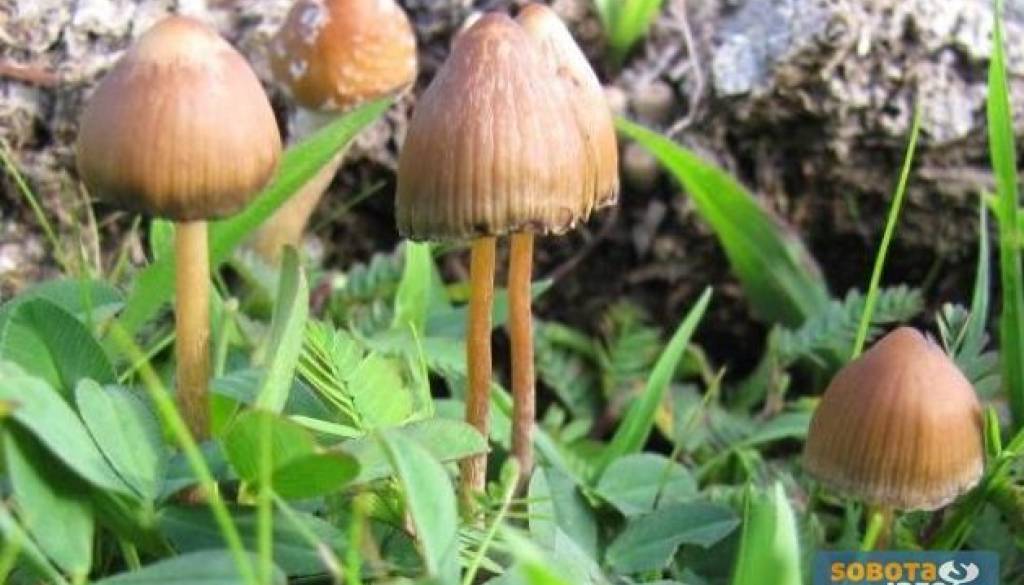 Gobe so se nekoč tradicionalno uporabljale v šamanizmu, v novejših časih pa tudi rekreativno.