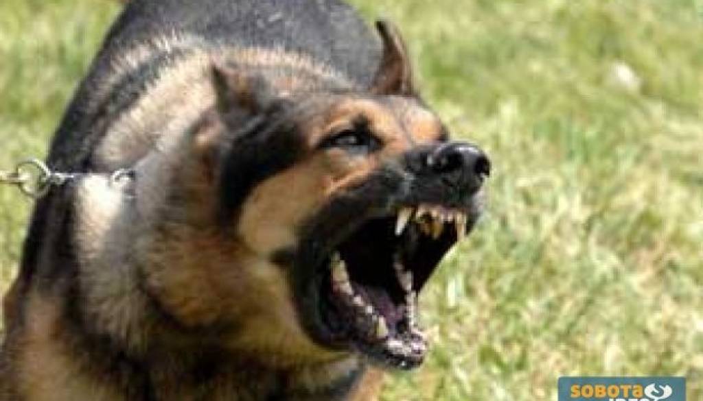meanDog.jpg