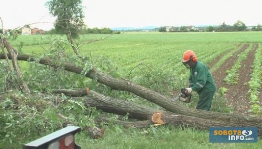 Zaradi starosti, neustreznosti in nezmožnosti obvladovanja, so ob Tišinski cesti podrli 52 sibirskih brestov, ki jih bodo v jeseni nadomestila nova ustreznejša drevesa.