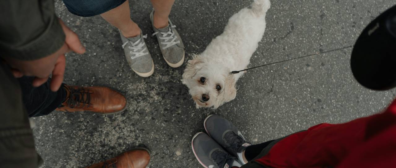 Še ena azijska država prepovedala uživanje mesa psov in mačk