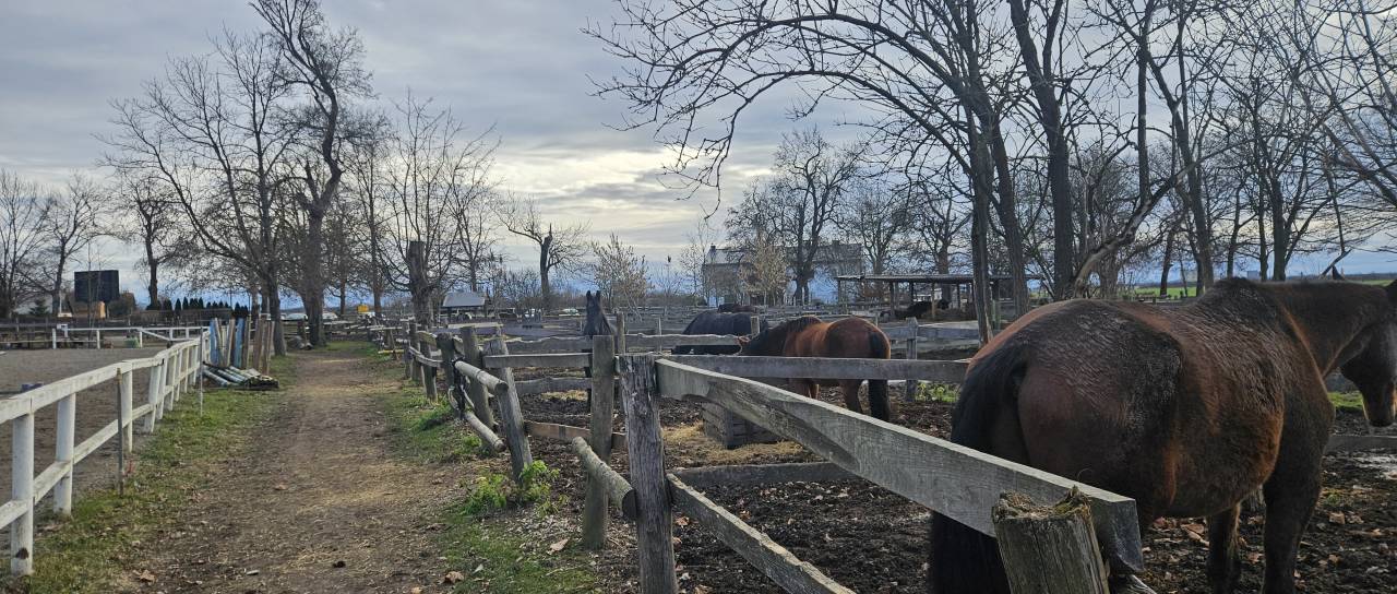 Za prevzem konjeniškega centra v Dvorcu Rakičan brez interesa