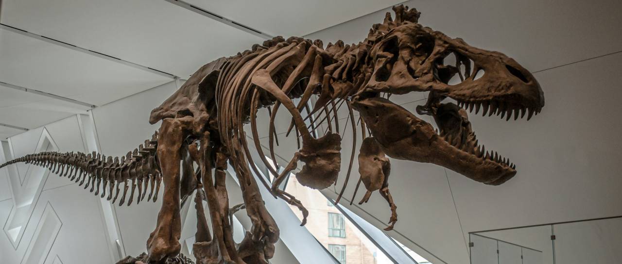 Veliko odkritje v Istri: Pod morjem našli ostanke še neznane vrste dinozavra