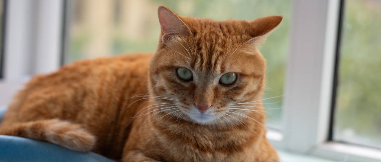Zunaj ali v stanovanju? To veterinarji svetujejo za daljše in bolj zdravo življenje mačke
