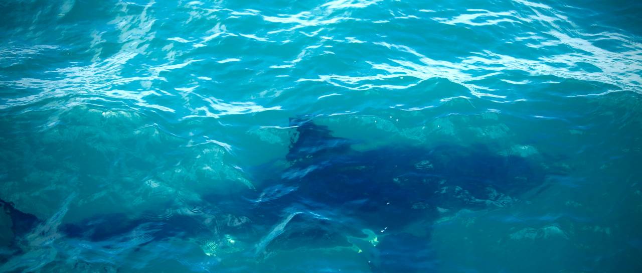 Jadran kot zibelka morskih psov? Veliki beli morski pes že dolgo prisoten, bi lahko tam vzgajali mladiče? 