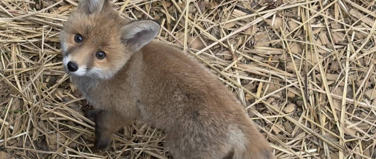 Zapuščeni lisjak s Ptuja napreduje, danes vse bolj pogumen
