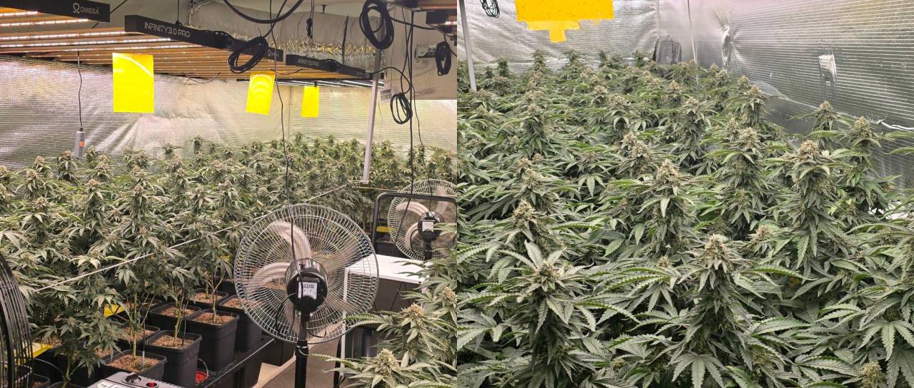 FOTO: Velika policijska 'žetev' na območju Viča, to vse so zasegli