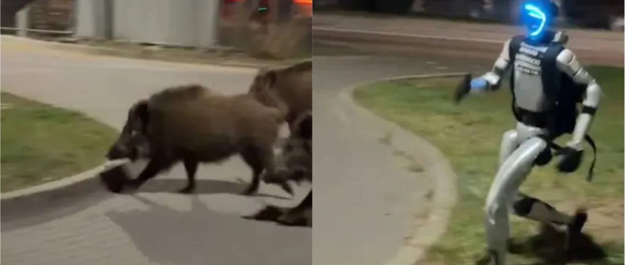 VIDEO: Saj ni res, pa je! Robot sredi mesta lovil divje prašiče