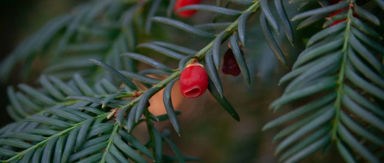 Množična zastrupitev prvošolčkov, med sprehodom zaužili strupene vršičke