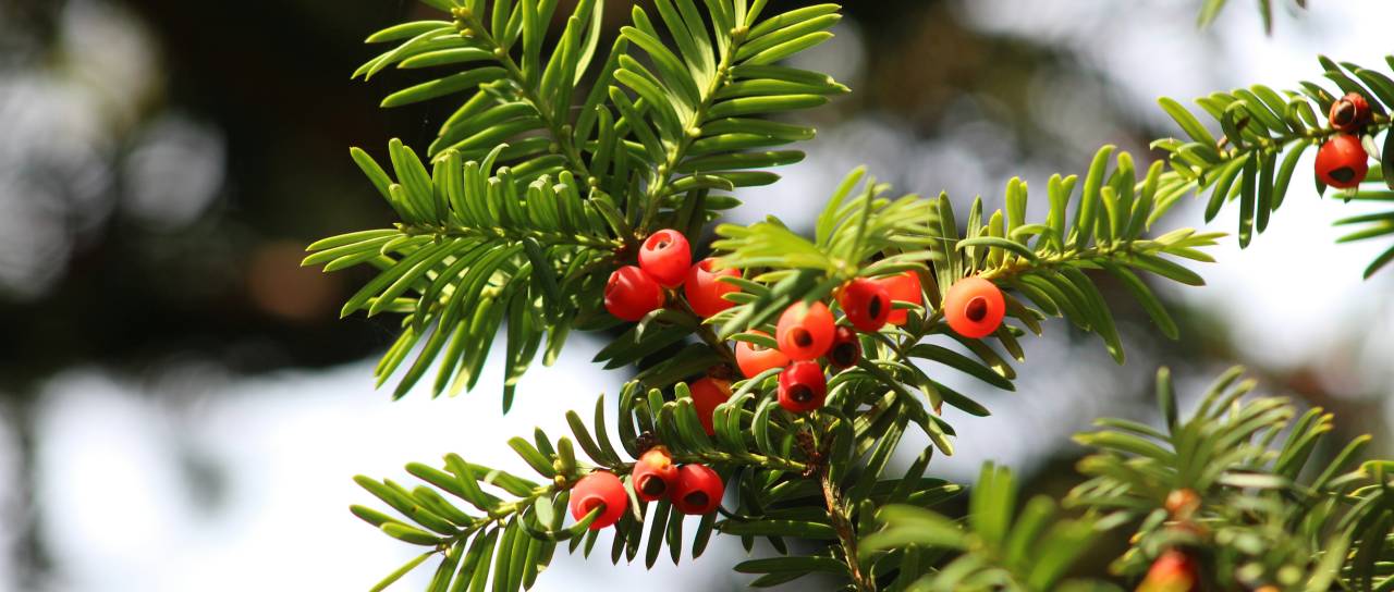 Množična zastrupitev prvošolčkov: mislili, da jedo smrekove vršičke