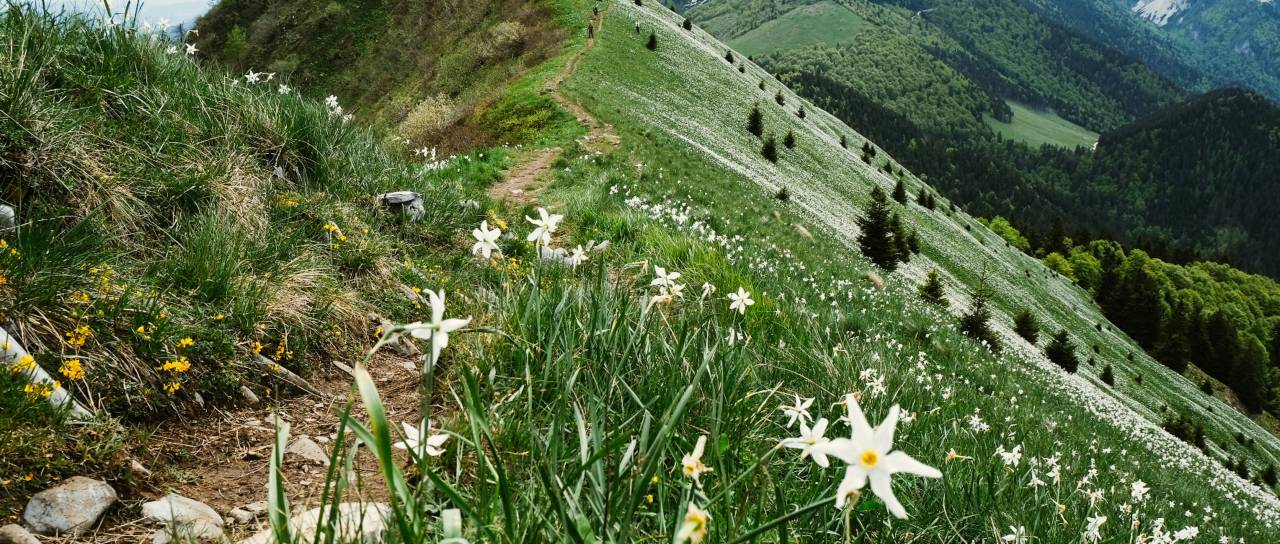 Zaradi narcis na Gorenjsko romajo iz vseh koncev Slovenije: Kaj se bo dogajalo, koliko vas bo stalo