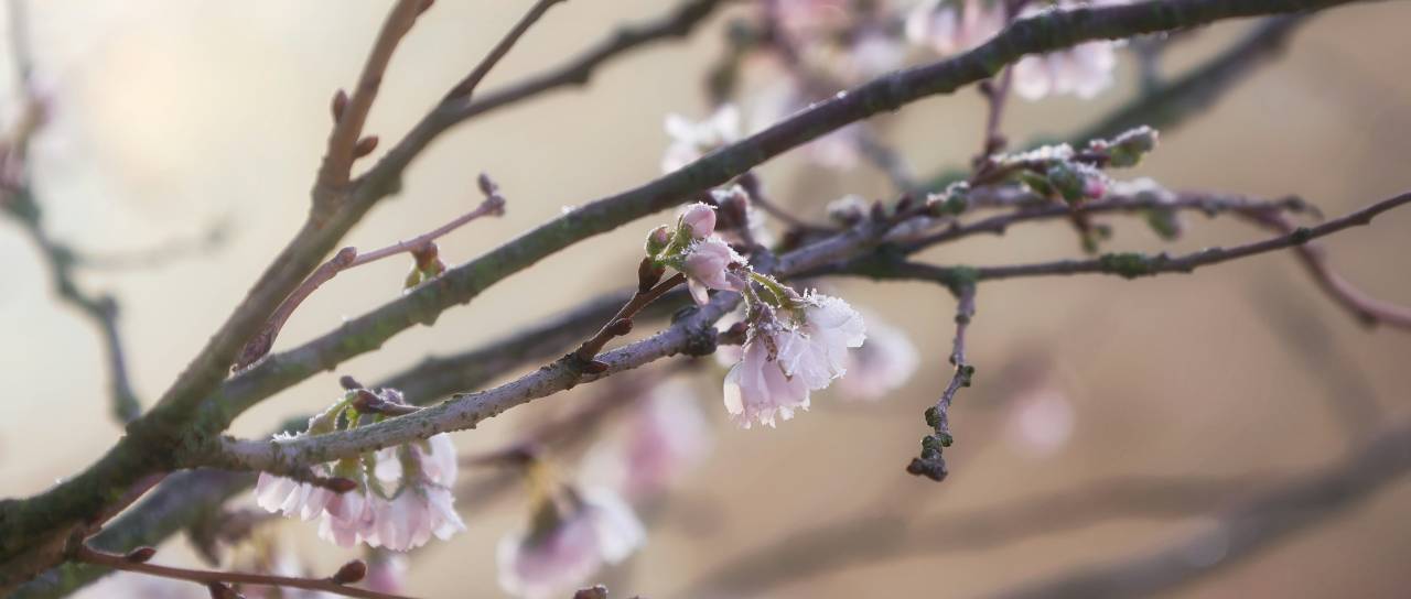 Prihaja ohladitev in padavine, konec tedna možna slana